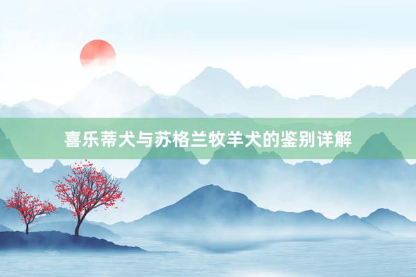 喜乐蒂犬与苏格兰牧羊犬的鉴别详解